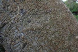 Image result for Ficus glumosa