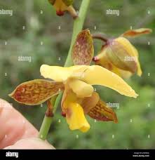 Image result for Eulophia streptopetala