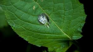 In older literature, such as imms, crickets were placed at the family level. Quiet Crickets Turn Leaves Into Megaphones To Blare Mating Calls Science News