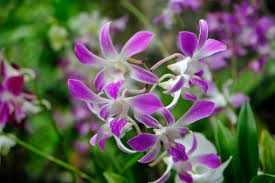 How To Care For An Orchid Tree Hunker Orchid Tree Orchid Care Orchids