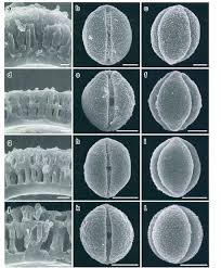 Image result for Pasaccardoa grantii