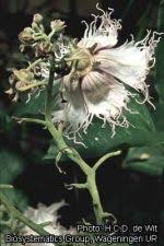 Image result for Telfairia occidentalis