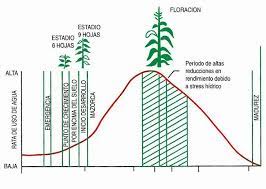Pin En Gardening Horticultura