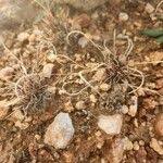 Image result for Microchloa kunthii