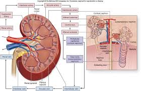 Term 1 You Ll Thank Me Later For This Picture Renal Physiology Renal Fundamentals Of Nursing