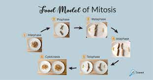 Ceramic box with lid steps of mitosis. What Is Mitosis Food Model Of Mitosis Rs Science