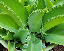 Image result for Kalanchoe velutina