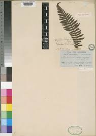 Image result for Ctenitis cirrhosa