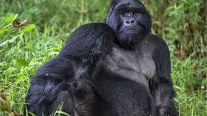 Image result for Chrysophyllum gorungosanum