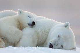 Pin On Ayi Panda Bears
