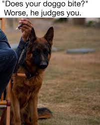 Dog protests annoying everyday things with funny signs (12. Dog Memes Clean Memes