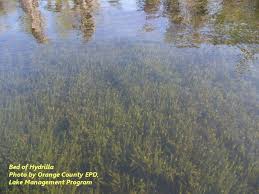 Image result for Hydrilla