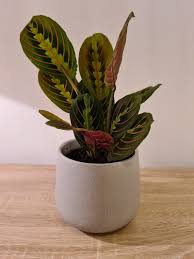 All prayer plant varieties do well in acidic soil mixes with a ph value between 5.5 to 6.0. How Long Does A Prayer Plant Live Osera