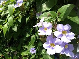 Image result for Thunbergia laborans