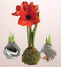 Check spelling or type a new query. Jumbo Size No Water Wax Dipped Amaryllis Bulb Gray Marbleized Vivaterra