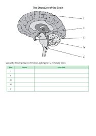 Therefore, the field of psychology is tightly intertwined with the study of. Structure Of The Brain Worksheet Answers Nidecmege