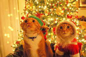 Beautiful Xmas Cats And Christmas Animated Babies Wallpapers Christmas Cats Christmas Animals Cute Animals