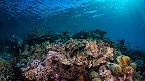 Study Reveals Ocean Acidification Caused Mass Extinctions Oceanographic Oceanographic Ocean acidification is often expressed in terms of the ph of seawater. study reveals ocean acidification