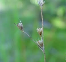 Image result for Juncus exsertus