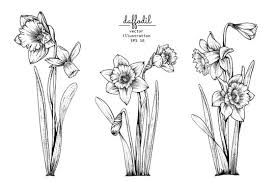 Daffodil Sketch Photos Royalty Free Images Graphics Vectors Videos Adobe Stock Design your everyday with daffodil art prints you'll love. daffodil sketch photos royalty free