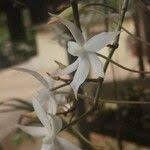 Image result for Aerangis stelligera