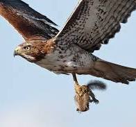 Red-Tailed Hawk + Squirrel II/II [Explored best position # 2 ...