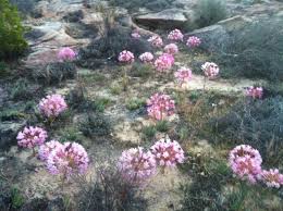 Image result for Brunsvigia