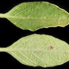 Image result for Ruellia cordata