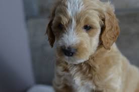 We make sure all puppies receive the attention they deserve. Medium Mini Petite Goldendoodle Puppies For Sale In Iowa Illinois And Wisconsin Visit Our Goldendoodle Puppy For Sale Goldendoodle Puppy Puppies For Sale