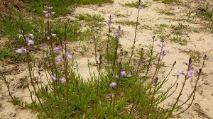 Image result for Oldfieldia