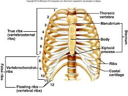 Rib cage pain on both sides may be sharp, dull, or achy and felt at or below the chest or above the navel on either side. Pin On Health