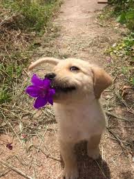 Maybe you would like to learn more about one of these? Golden Retriever Puppy With Flower Ä'á»™ng Váº­t áº£nh Vui Ä'á»™ng Váº­t Gáº¥u Truc Con