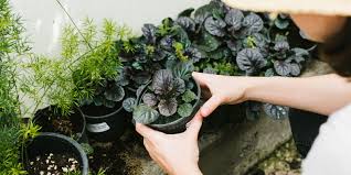 Image result for Pteris linearis