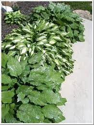 Sevin insect killer concentrate kills over 500 listed pests on vegetables, fruits, ornamentals, lawns & around the home perimeter. Home Garden 101 Fighting Back With Sevin Dust And A Giveaway Doughmesstic