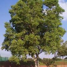 Image result for Cassinopsis ilicifolia