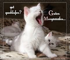 Die lustigsten top 10 katzen bilder. Pin Von Ilse Auf Guten Morgen Abend Feierabend Ausgestopftes Tier Katzen Memes Katzenhumor