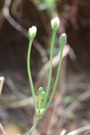 Image result for Butomopsis