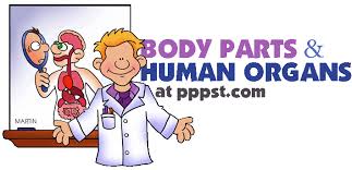 The human body is a complex combination of organs, bones, muscles, etc. Free Powerpoint Presentations About Human Organs Body Parts For Kids Teachers K 12