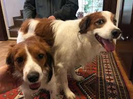 Nederlandse kooikerhondje training, diet, socializing, care, grooming, breeding and more hodges, jack on amazon.com. Kooiker Welpen Archive Kooikerhondje Border Collies Von Bellzaubernd