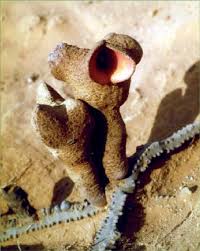 Image result for Hydnoraceae