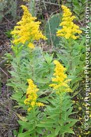 Tall Goldenrod Solidago Sp Wild Plants Wild Flowers Flower Show