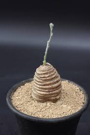 Image result for Trochomeria polymorpha