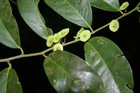 Image result for Heisteria