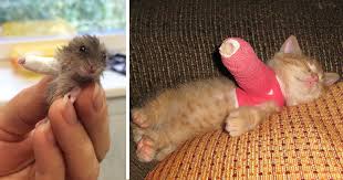 39 Animals In Tiny Casts That You Won T Be Able To See Without Saying Awww Animals It Cast Baby Squirrel