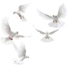 Flying Birds 7 Png Liked On Polyvore Featuring Animals White Doves Birds Flying Pigeon Pictures