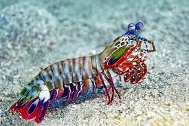 May 21, 2021 · preheat oven to 350°. 40 Unbelievable But True Facts About The Mantis Shrimp By Kidadl