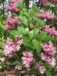 Image result for Deutzia hybrida Pink Pompon
