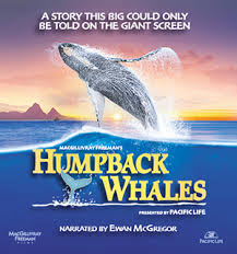 It performs complex and cooperative feeding techniques. Humpback Whales Short 2015 Imdb