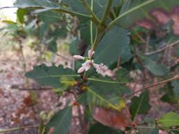 Image result for Tricalysia