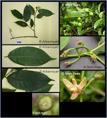 Image result for Artabotrys